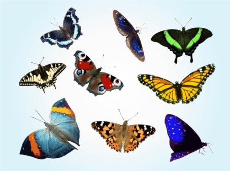 Free Butterfly Free Vector