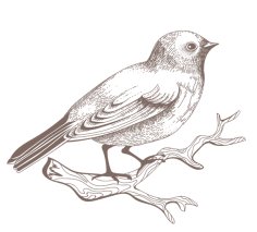 Laser Engraving Bird Vector Drawing CDR and PDF File